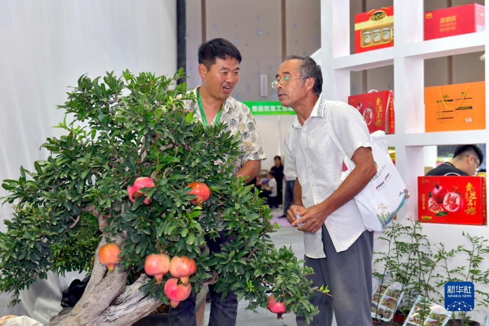 我们的太阳游戏